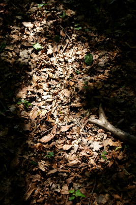 Autumn 1, par Xavier E. G. Dierick